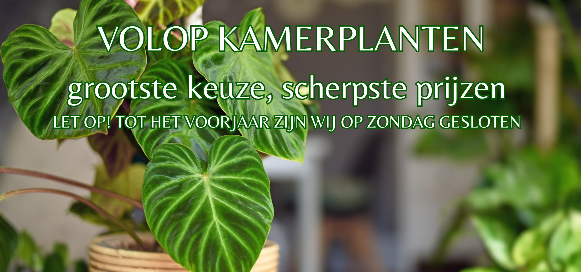 kamerplanten