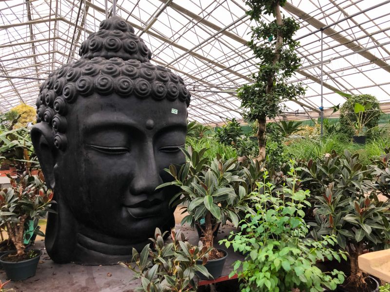 Varken Signaal Aangenaam kennis te maken Kamerplanten - Tuincentrum het Oosten