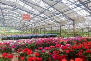Tuinplanten