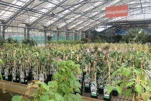 Tuinplanten