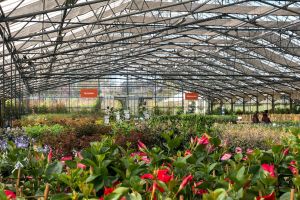 Tuinplanten