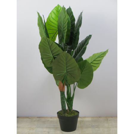 Alocasia