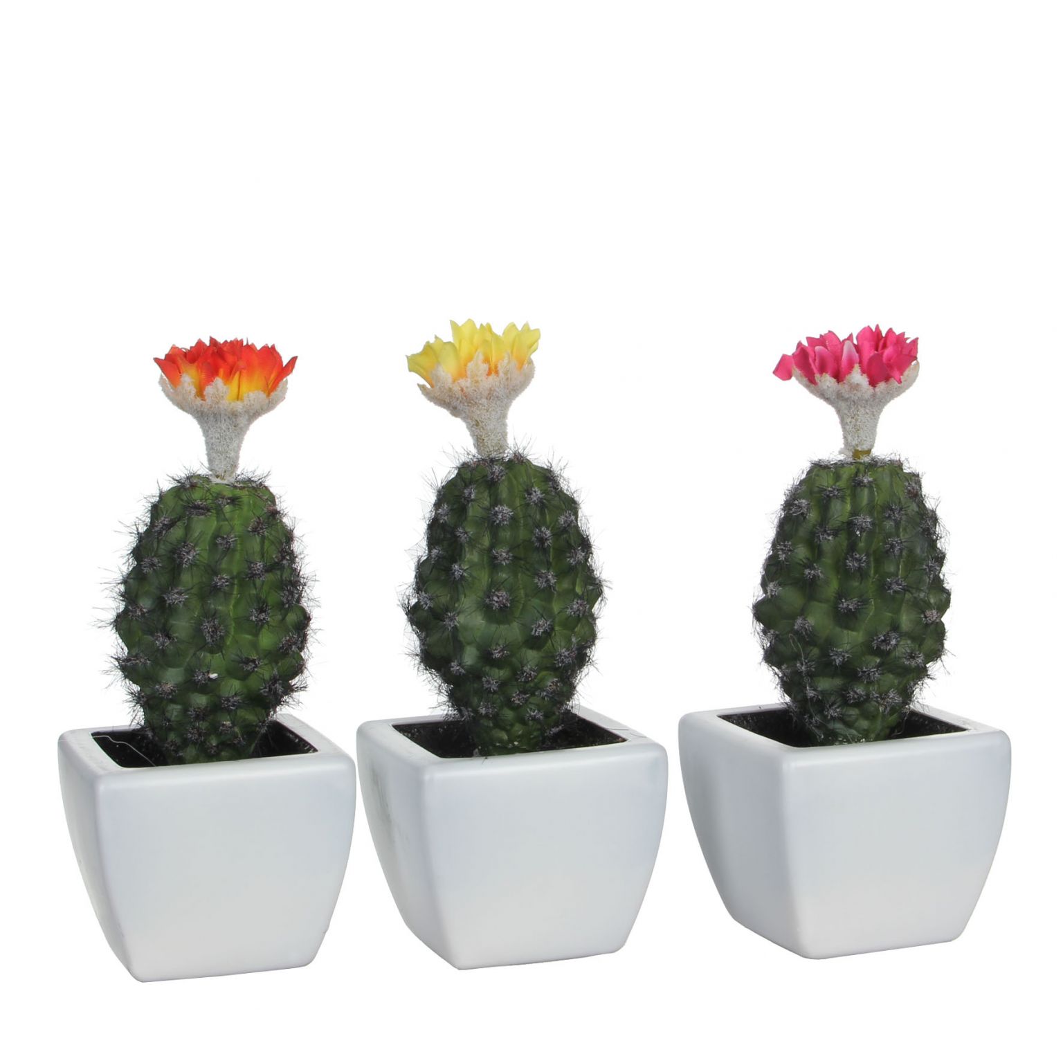 Cactus pot bloem Tuincentrum het Oosten