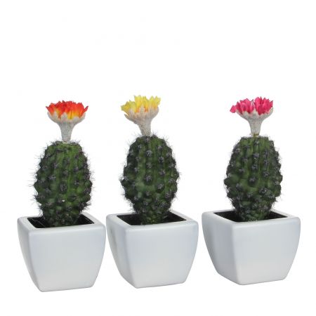 Cactus in pot met bloem