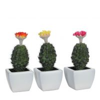 Cactus in pot met bloem