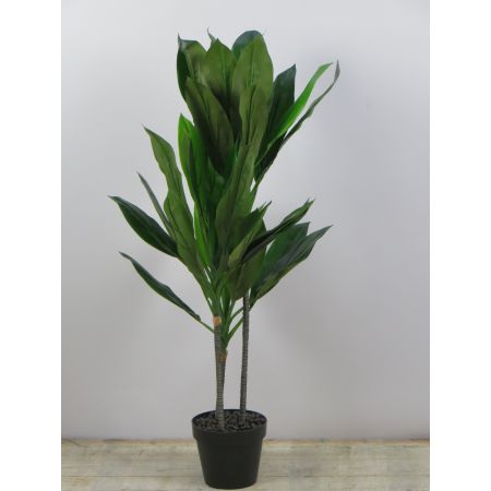 Dracaena