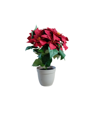 kerstster in pot rood/wit