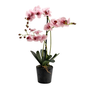 orchidee zijde rose