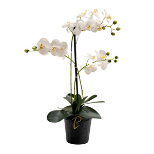 orchidee zijde wit
