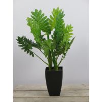 Philodendron 65cm